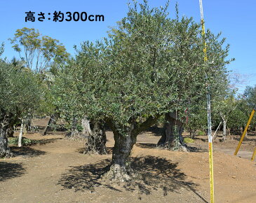 スペインオリーブ　古木　M 約300cm 直輸 原木 地植え 丈夫 現品 一点物 庭 見学可能 横浜 植木 シンボルツリー 庭木 苗木 ガーデニング オリーブの木 オリーブの実 新築 記念樹 南欧 プロヴァンス エクステリア 外構 配送 樹齢 高品質ベランダ ウッドデッキ クリスマス