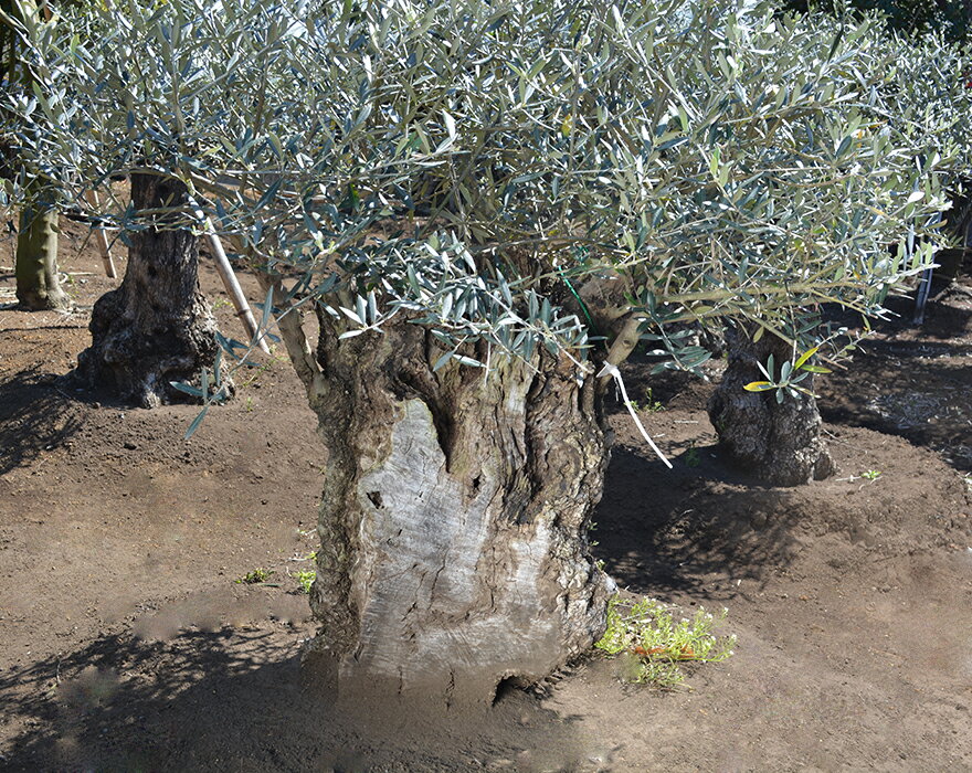 超人気の スペインオリーブ 古木 T 約1cm 地植え 丈夫 現品 一点物 庭 見学可能 横浜 植木 シンボルツリー 庭木 苗木 ガーデニング オリーブの木 オリーブの実 新築 記念樹 南欧 プロヴァンス エクステリア 外構 樹齢 高品質 クリスマス 母の日 特売 Ott Law 超人気の スペインオリーブ 古木 T 約1cm 地植え 丈夫 現品 一点物 庭 見学可能 横浜 植木 シンボルツリー 庭木 苗木 ガーデニング オリーブの木 オリーブの実 新築 記念樹 南欧 プロヴァンス エクステリア 外構 樹齢 高品質 クリスマス 母の日 特売 Ott Law