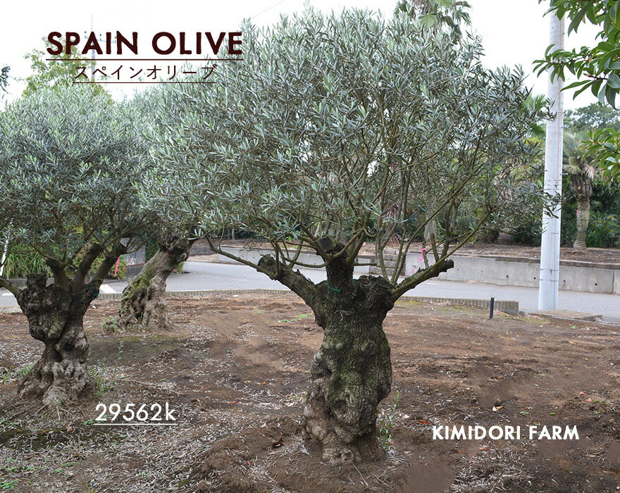 スペインオリーブ 古木 29562k オリーブの木 植木 庭木 シンボルツリー