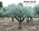 スペインオリーブ 古木 311453k オリーブの木 植木 庭木 シンボルツリー