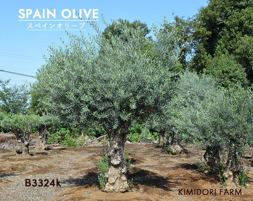 スペインオリーブ 古木 a3324k オリーブの木 植木 庭木 シンボルツリー