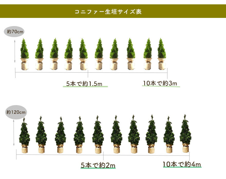 爆買い 人気sale コニファー 伐採 成長 価格 冬 移植 庭木 シンボルツリー ガーデニング エクステリア 洋風 和風 クリスマス エレガンテシマ 1cm 3本セット 苗 生垣 ガーデン 植木 種類 鉢植え実 剪定方法 花