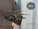 ブルーカーペット コニファー 苗 15cmポット 針葉樹 植木 庭木 グランドカバー 樹高 10-20cm 足元 ガーデニング 寄せ植え シルバー 丈夫 育てや...