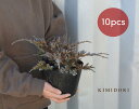 ブルーカーペット 10本セット コニファー 針葉樹 植木 庭木 グランドカバー 北米スタイル 苗 寄せ植え 横浜の植木 目隠し 約20cm 約15センチポット ...