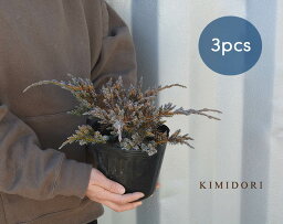 ブルーカーペット 3本セット コニファー 針葉樹 植木 庭木 グランドカバー 約30cm シルバー 低木 苗 庭植え ガーデニング