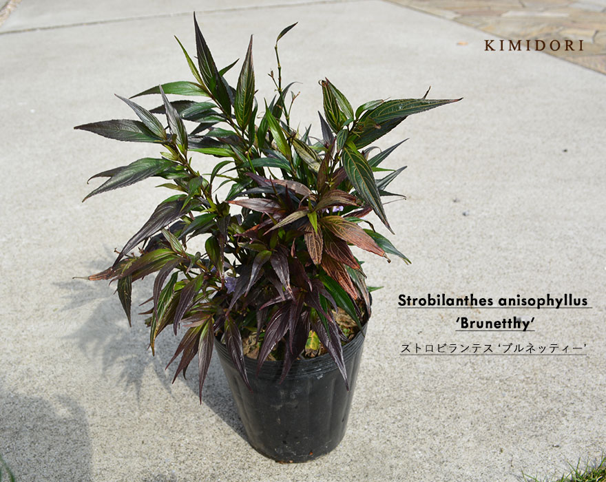 豊富な品 パープルブラウンの葉が美しい ストロビランテス ブルネッティ 植木 庭木 寄せ植え 植栽 鉢植え 庭植え 花壇 ガーデニング 常緑低木 紅葉 シック モダン Greentechnd Com