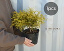 ゴールデンモップ コニファー 植木 庭木 針葉樹 イエロー 樹高 約20cm 苗 15cmポット グランドカバー 寄せ植え 鉢植え スモーキーカラー ガーデニン...