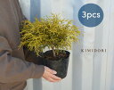 ゴールデンモップ 3本セット コニファー 植木 庭木 針葉樹 イエロー 15cmポット 低木 グランドカバー 洋風 和風 ガーデニング エクステリア 園芸 植物