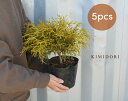 ゴールデンモップ 5本セット コニファー 植木 庭木 針葉樹 イエロー 北米スタイル 苗 横浜の植木 目隠し 送料無料 約20cm 約15センチポット 洋風 和...