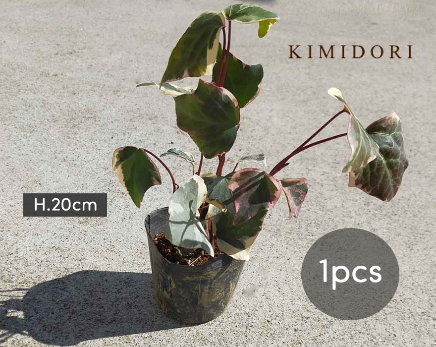 アイビー ヘデラ バリエガータ アイビー 9cmポット 苗 植木 庭木 観葉植物 斑入り カナリエンシス おしゃれ 鉢植え ベランダ ガーデニング 玄関 丈夫 初心者