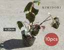 ヘデラ バリエガータ アイビー 10個セット 9cmポット 苗 植木 庭木 観葉植物 斑入り おしゃれ ガーデニング 園芸 インテリア 寄せ植え 庭植え