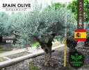 スペインオリーブ 古木 EMY シンボルツリー オリーブの木 約220cm スペイン 直輸 古木 原木 地植え 丈夫 現品 一点物 庭 見学可能 横浜 植木 庭...