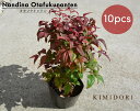 オタフクナンテン 10本セット 南天 低木 ギフト 紅葉 和モダン 寄せ植え 縁起 花言葉 ガーデニング 花壇 寄せ植え 初心者 丈夫 おすすめ ギフト 樹高 ...