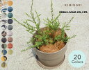 メラレウカ コットンキャンディー 鉢植え セット 20色 選べる鉢 植木 約100-120cm ティーツリー オージープランツ