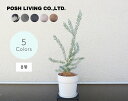 アカシア ブルーブッシュ × URBAN PLANTSPOT POSH LIVING アーバンプランツポット 鉢植え セット 8号鉢 選べる鉢 植木 約50-70cm インテリア おしゃれ ナチュラル