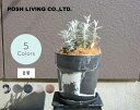 ブッドレア × POSHLIVING URBAN PLANTS POT 鉢植え セット シルバーアニバーサリー アーバンプランツポット 植木 低木 約60cm インテリア 選べる鉢 ギフト プレゼント お祝い ナチュラル