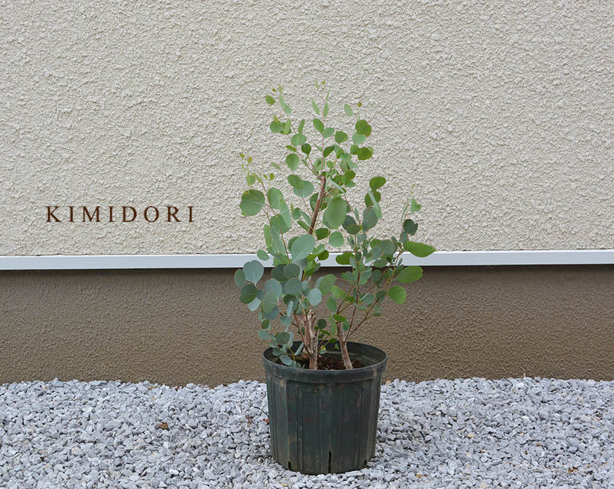 ユーカリ ポポラス 30-50cm 鉢植え 観葉植物 人気 おしゃれ 花 植木 苗 苗木 シンボルツリー 目隠し 庭木 ガーデニング エクステリア 新築 園芸 記念樹 鉢 木 常緑樹 新築 記念樹 お祝い 新築祝い 育てやすい 花材 ドライフラワー