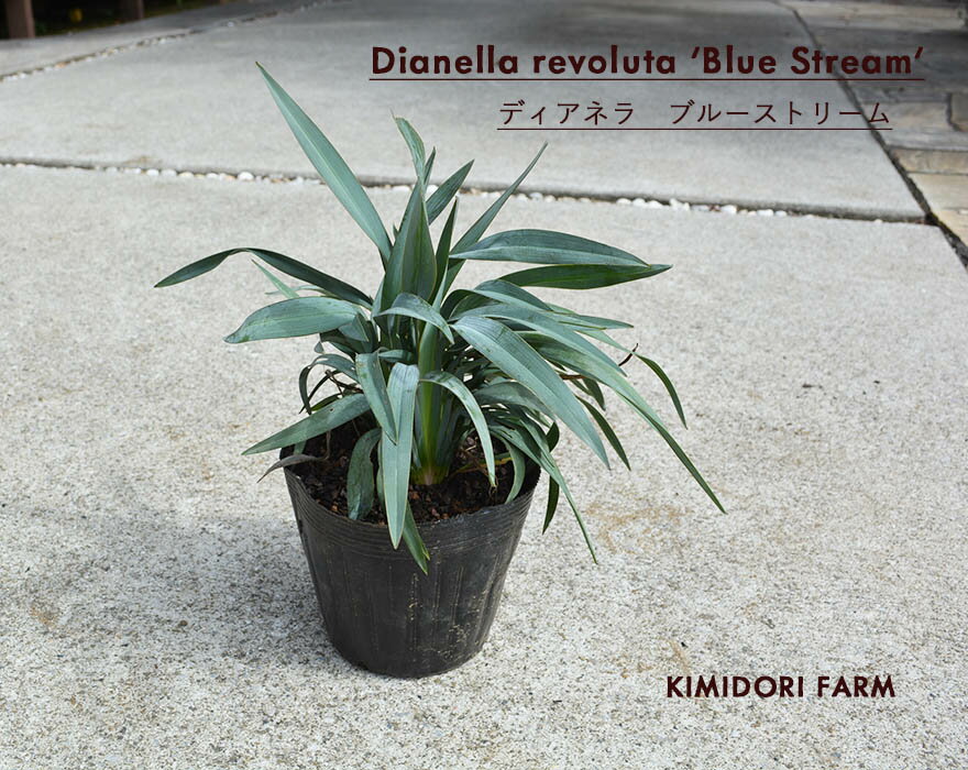 ディアネラ ブルーストリーム dianella bluestream キキョウラン オージープランツ グラス 庭植え 植栽 花 実 カラーリーフ