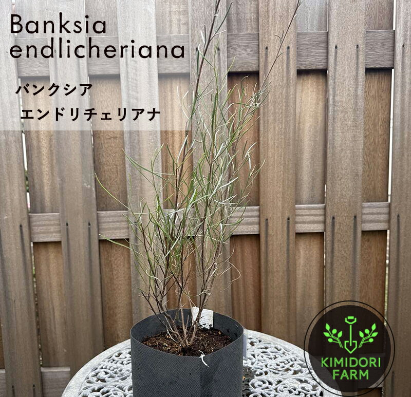 グレビレア エンドリチェリアナ レア オージープランツ 植木 庭木 植物 花 おしゃれ 植栽 グレビリア 鉢植え 苗