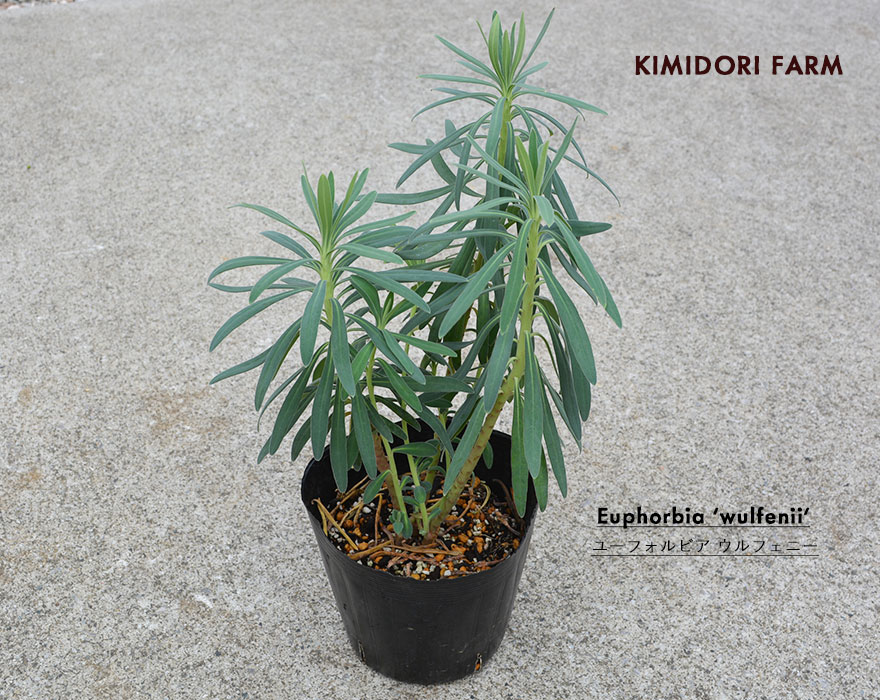 ユーフォルビア ウルフェニー Euphorbia wulfenii 半常緑多年草 鉢植え 寄せ植えのサムネイル