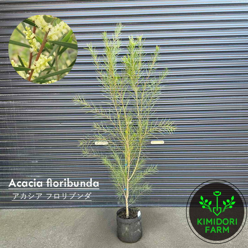アカシア フロリブンダ フロリバンダ オージープランツ オージーガーデン 植栽 庭木 植木 シンボルツリー 鉢植え 外構植栽