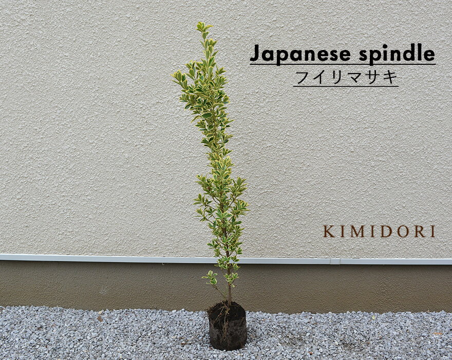 フイリマサキ 約100-120cm 1本 斑入り まさき シンボルツリー 植木 庭木 花を楽しむ 鉢植え 生垣 フェンス 目隠し 隣家 常葉樹 常緑樹 ガーデニング エクステリア 園芸 自家生産 庭植え ベランダ ウッドデッキ クリスマス