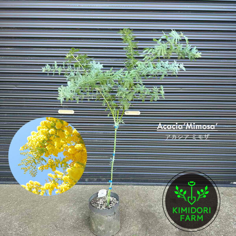 アカシア ミモザ 約100-120cm シンボルツリー 庭木 植木 常緑 記念樹 新築祝い 花 シルバーリーフ スワ..