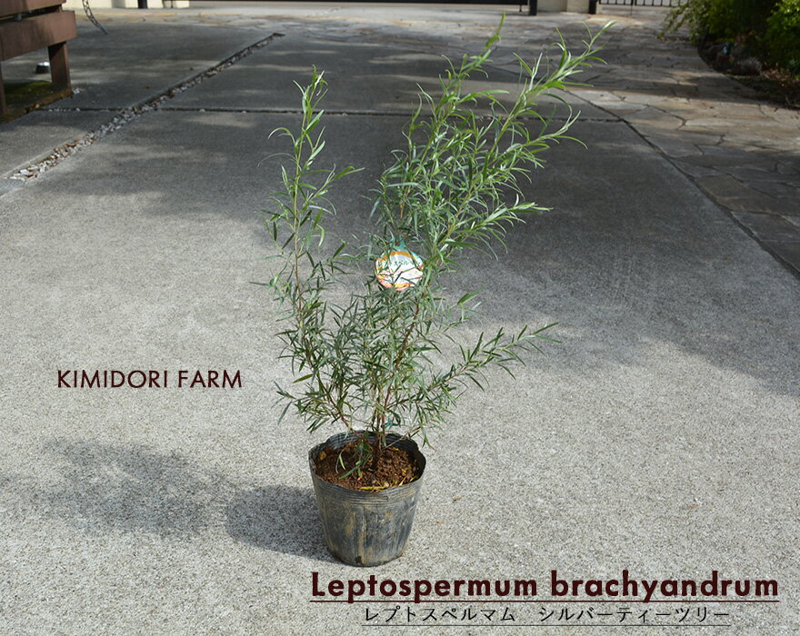 シルバーティーツリー レプトスペルマム オージープランツ シンボルツリー ウィーピングティーツリー 常緑 観葉植物 植木 庭木 植栽のサムネイル
