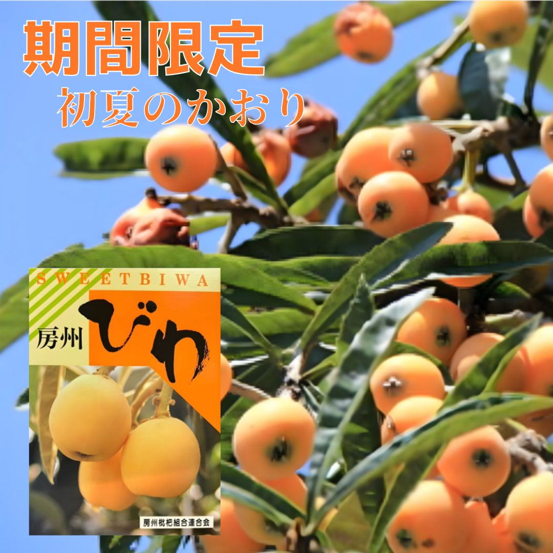 びわ 2L 3L 4L (各種12入) 房州びわ 枇杷 ビワ 完熟 国産 特産 千葉県産 産地 農家 直送 期間限定 早生 実 果物 採れたて お取り寄せ グルメ ご当地 果物 フルーツ 39ショップ まるかじり