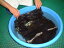 本湯通し(アンサンブル反物)