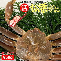 【特大】 タグ付き 活 松葉がに 1枚 950g松葉蟹 松葉がに 松葉ガニ 活 ズワイガニ 姿 生 カニ 姿 特大 刺身 鍋 美味しい おいしい カニ ギフト 贈答 鳥取県 木村鮮魚店