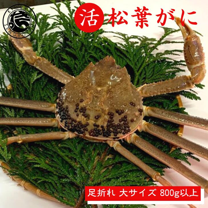 活 松葉ガニ 足折れ【大サイズ】 800g以上 1枚 松葉がに 鳥取 松葉蟹 冬ギフト ズワイガニ カニ 刺身 蟹 鍋 かに 新物 冬 グルメ 海鮮 お取り寄せ...
