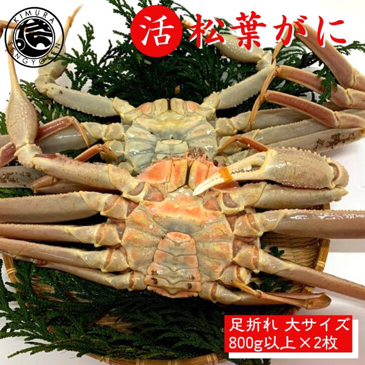 活 松葉ガニ 足折れ【大サイズ2枚セット】 800g以上×2枚 松葉がに 鳥取 松葉蟹 冬ギフト ズワイガニ カニ 刺身 蟹 鍋 かに 新物 冬 グルメ 海鮮 ...