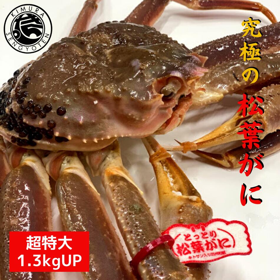 【超特大】 タグ付き 活 松葉がに 1枚 1,3kg 松葉ガニ 松葉蟹 ズワイガニ 姿 生 カニ 姿 超特大 刺身 鍋 美味しい おいしい カニ ギフト 贈答 鳥取県 木村鮮魚店