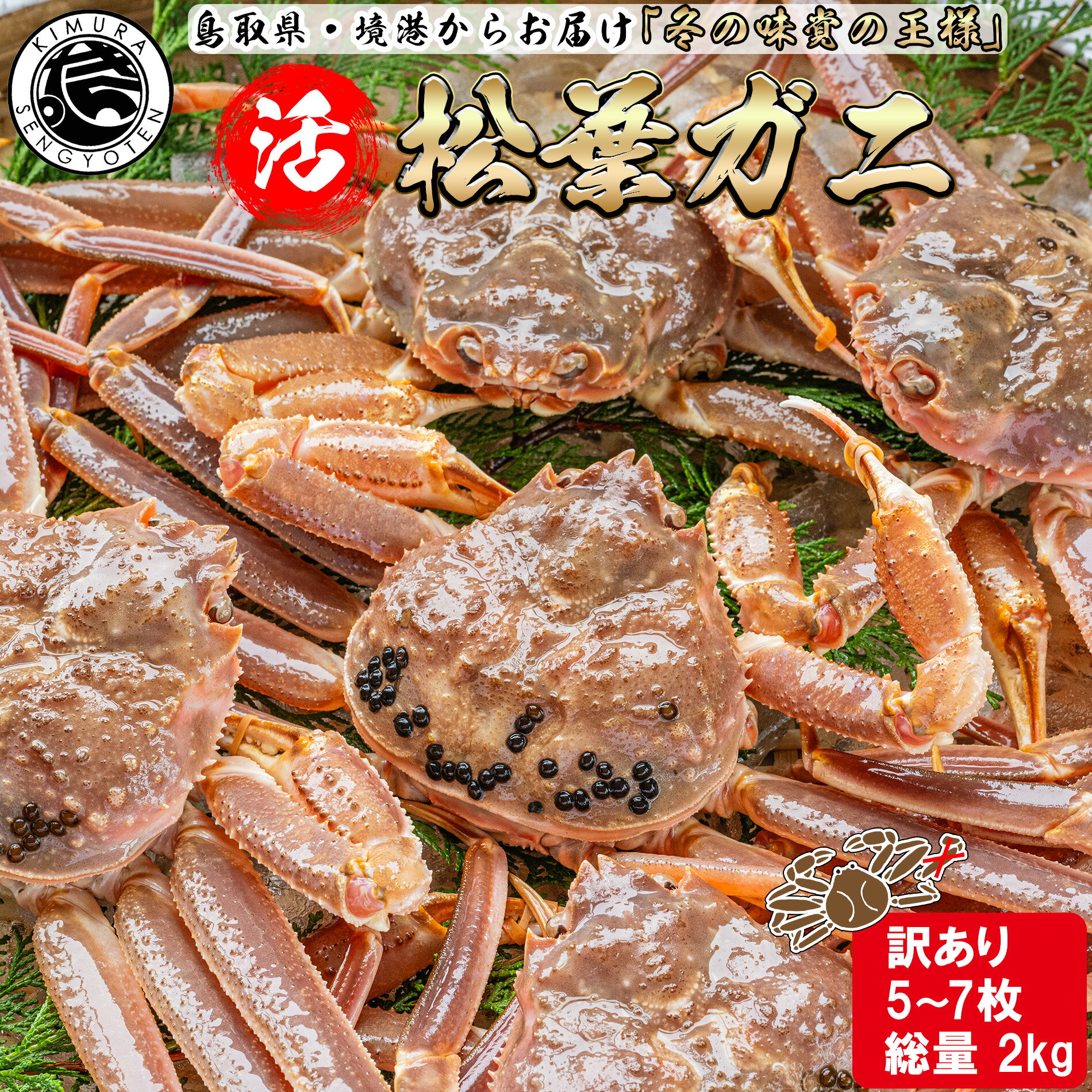 活 松葉ガニ 足折れ【訳あり5枚〜セット】 総量2kg 5枚〜7枚 松葉がに 鳥取 松葉蟹 冬ギフト ズワイガニ カニ 刺身 蟹 鍋 かに 新物 冬 グルメ 海...