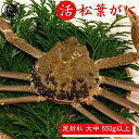 【早割クーポン有】 活 松葉ガニ 足折れ【大中サイズ】 650g以上 1枚 松葉がに 鳥取 松葉蟹 冬ギフト ズワイガニ カニ 刺身 蟹 鍋 かに 新物 冬 グ...