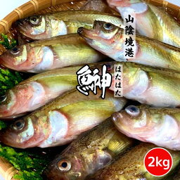 【 特大 Lサイズ 】 鮮魚 ハタハタ 2kg (22〜25匹) (90〜80g/1匹) 【未冷凍】はたはた 鰰 鮮魚 お刺身 塩焼き からあげ 南蛮漬け 魚 おつまみ 白ハタ とろはた 美味しい 干物 ギフト 贈り物 山陰 境港産 海鮮