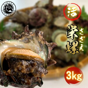 活 サザエ 3kg 島根県産 さざえ 生 栄螺 壺焼き つぼ焼き お刺身 海鮮BBQ 海鮮バーベキューセット bbq バーベキュー 貝 ギフト 海鮮 贈り物 誕生日 プレゼント 贈答 海鮮お取り寄せ 冷蔵