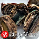 活 あわび 合計600g (2〜4個) 父の日 貝 魚介 海鮮 お刺身 お造り ステーキ 蒸しアワビ 鮑 黒アワビ 赤アワビ アワビ 山陰境港 母の日 敬老の日 ギフト