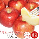 【送料無料】【数量限定】 野菜ソムリエ厳選!! 安曇野産のお...