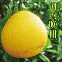 愛媛産 家庭用 河内晩柑 2kg ・5kg ・ 10kg・20kg 送料無料 柑橘 柑橘類 みかん フルーツ ギフト
