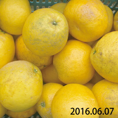 28日12時迄☆ポイント2倍!!【愛媛県産】河内晩柑2kgかわちばんかん〜【送料無料】【楽ギフ_包装】【楽ギフ_のし】【楽ギフ_のし宛書】【楽ギフ_メッセ】【楽ギフ_メッセ入力】【RCP】
