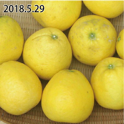 【送料無料】河内晩柑家庭用5kg【楽ギフ_包装】【楽ギフ_のし宛書】【RCP】【ポッキリ価格_spsp1304】