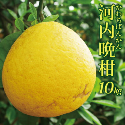 【RCPapr28】河内晩柑家庭用10kg