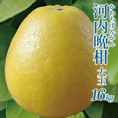 ポイント2倍愛媛産大玉河内晩柑(かわちばんかん)8kg(送料無料、北海道沖縄県500円)3L、4Lサイズ限定大満足の食べ応え