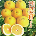 愛媛産 訳あり 河内晩柑 5kg ・ 10kg ・20kg 送料無料 柑橘 柑橘類 みかん フルーツ