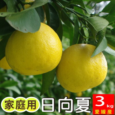 楽天市場】日向夏 みかんの通販 楽天市場】日向夏 みかんの通販