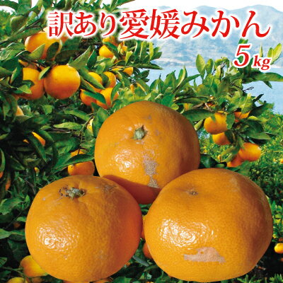 楽天市場 柑橘専科 愛媛みかん 訳ありみかん きなはいや楽天市場店