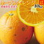 愛媛産 訳ありネーブルオレンジ10kg（格外：M〜4Lサイズ混合）（送料無料※但し北海道沖縄送料別途）キズ、シミ、ヘタ落ちなど外観に難のある訳あり品ネーブルオレンジ。