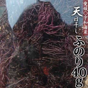 【 R6年産 新物！】 愛媛県産 天日干し 乾燥ふのり40g